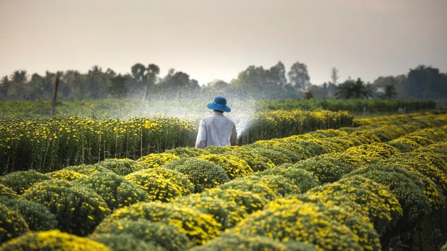 /Quang Nguyen Vinh from Pexels