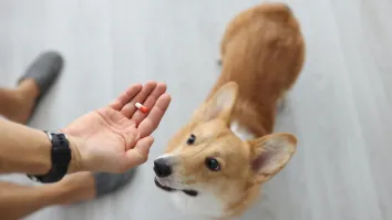 Wellness products key to thriving in Hong Kong's pet economy