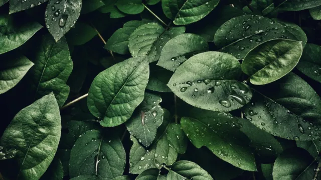 Testing video content type